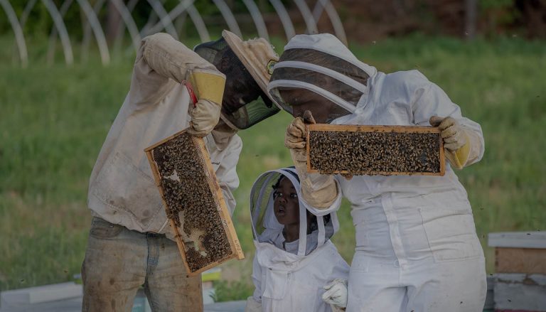 Pequeno produtor de mel ManejeBem, apicultura, criador de mel