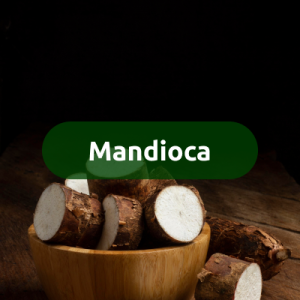 Mandioca
